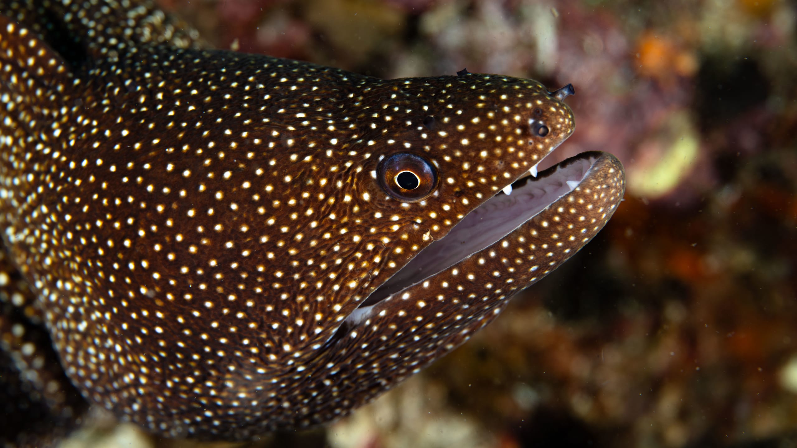 Nusa Penida Diving Courses